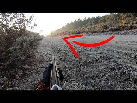 TIR D'UN GROS SANGLIER AU CALIBRE 20 | MRC33 #chasse #battue #sanglier #tir #calibre20