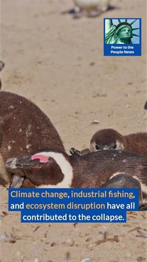 🐧 60,000 African penguins starved to death after sardine numbers collapsed – study