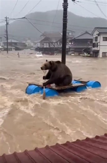 Bear's Unbelievable Tsunami Escape Caught on Camera