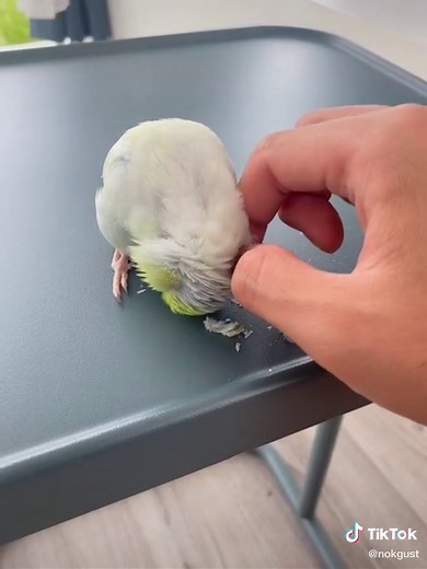 Caring for Your White Cockatiel: Petting Tips and Tricks