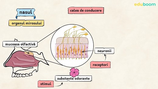 Recapitulare. Organele de simt la om. Biologie clasa a 7-a