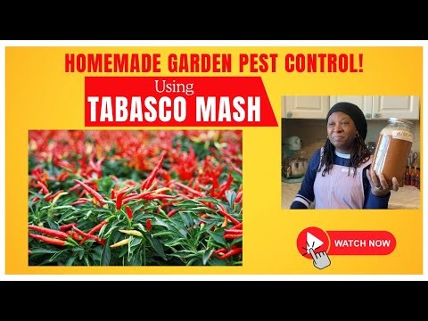 Too Hot to Handle: Homemade Pest Control with Tabasco Pepper Mash