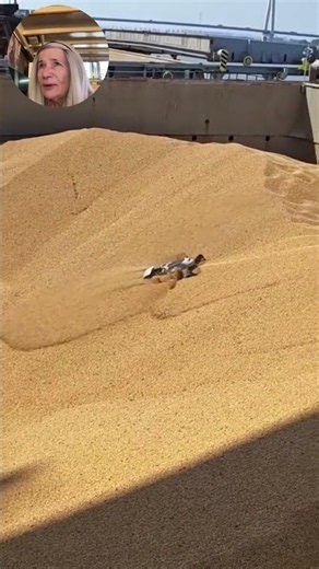 A Small Robot with a Big Impact on Grain Safety #grain #robotics