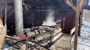 Maple Syrup Sunday to feature tree tapping, tours and breakfast