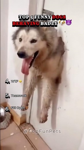 Top 5 Funny Dogs Behaving Badly 🐶😈🤣