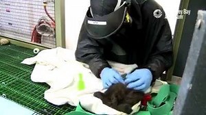 83K views · 9.1K reactions | Rescued sea otter pups Credit: Monterey Bay Aquarium | Otter | Facebook