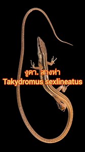 งูคา หรือสางห่า Takydromus sexlineatus #@สุวรรณะ กำภู #spring2024#สมุนไพร #เครื่องรางของขลัง #ครีเอเตอร์มือใหม่ #มือใหม่เปิดสร้างรายได้ #aiเปิดค่าการมองเห็น #คลิปสั้นมือใหม่ #ครีเอเตอรติดกระแส #เปิดค่าการมองเห็น #คลิปการเรียนรู้ #สร้างรายได้จากเฟสบุ๊ค #คลิปล้านวิว #คลิปสร้างรายได้ #แฮชแท็ก #เพิ่มการมองเห็น #ว่านยาสมุนไพร #สมุนไพร #คนชอบปลูกต้นไม้ #ต้นไม้หายาก #ต้นไม้แปลก #พืชสวยงาม #ต้นไม้มงคล | Tharathep Thongrern