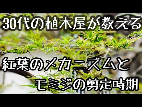 【30代の植木屋が教える】紅葉のメカニズムと枝垂れ紅葉の剪定時期について