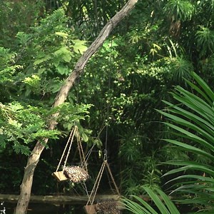 3.1K views · 168 reactions | Happy World Lemur Day! What has gotten our black and white ruffed lemurs Zane and Aina excited?  | Mandai Wildlife Reserve | Facebook