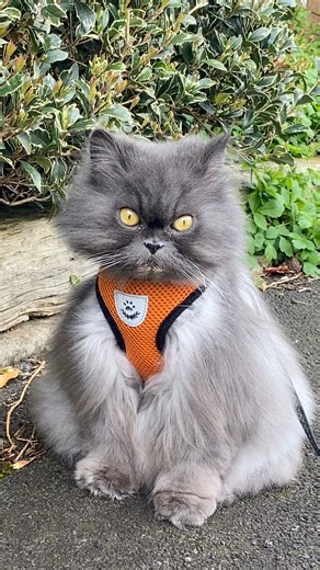41K views · 2.1K reactions | Queen B on pawtrol  Those feets  That shape  What’s your favourite thing about her? | Bobbie the Persian | Facebook