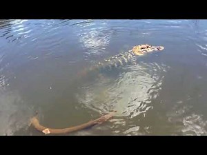 ワニがうなぎを噛んだ結果！？