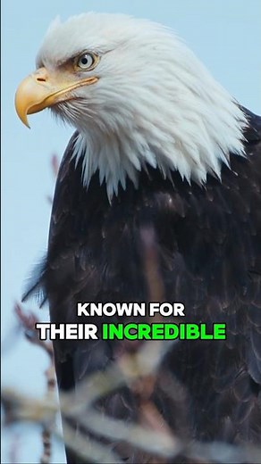 Eagles: Nature’s Ultimate Assassins