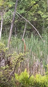 1.9K views · 57 reactions | This gorgeous sandhill crane was spotted by Robin Schimmel Carey. Turn up the volume and listen to what this big, beautiful bird has to say! #GaylordMichigan #AllOutdoors | Gaylord Michigan Tourism Bureau | Facebook