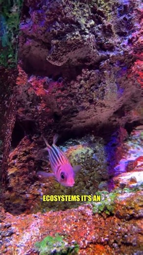 3D-Printed Coral Reefs?! 🪸 Future or Folly?