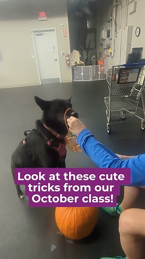 Last month, our pups learned some of these fun tricks! Now it’s your...