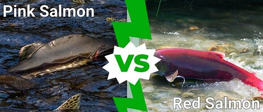 Red Salmon vs. Pink Salmon: What Are the Differences?