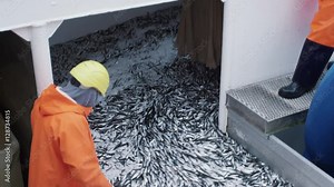 Fisherman Opens Trawl Net with Caugth Fish on Board of Commercial Fishing Ship. Shot on RED Cinema Camera in 4K (UHD). Stock Video