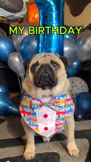 It's Carl's BIRTHDAY DAY 🥳🎂 #pug #dogshorts