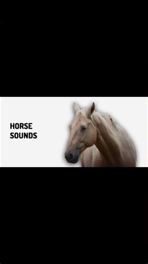 Horse Neigh Sound Effect