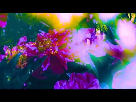 No Joy - Beauty (official visualizer)