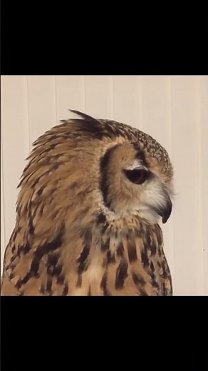 Owls Adorable Sneeze 😂