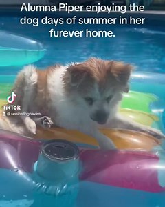 Sunday Funday Alumni Update: Piper trying to stay cool on these hot summer days. | Senior Dog Haven & Hospice, Inc.