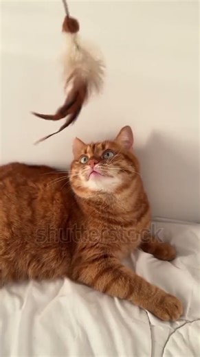 А ginger fisherman cat wants to catch a fish. Incredible… fishing and games without a break.