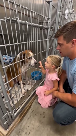 "Who's gonna look at him?" 🥺 Heartbreaking Shelter Visit ❤️ #adoptdontshop #puppy #adoptstrays