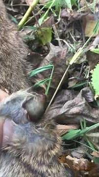 throw away Bot flies🐿