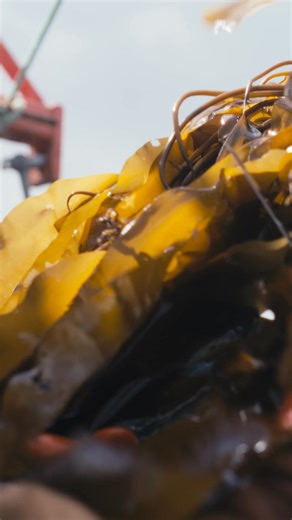 Meet the Johnson family of Long Island, Maine. Lobster fishermen turned kelp farmers, their legacy in the Casco Bay dates back hundreds of years. Their hard work and storied-history inspired us to tell their story as part of the 50th anniversary celebration of the iconic Carhartt Active Jac. The jacket didn’t just turn 50, it had to earn it. Same way the Johnsons continue to do by going to work the waters each day. | Carhartt