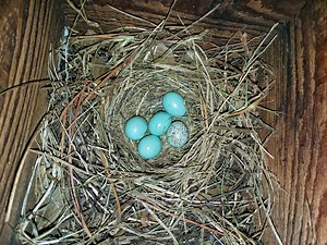 17 Extraordinary Bird Egg Facts