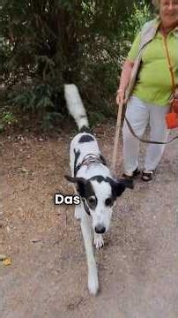 Mein Hund, ein seltener Kamerad #hund #hundeliebe #tierschutz #hunde #hundetraining