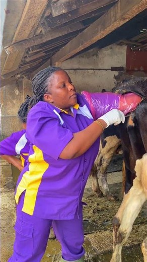 Bimtek Inseminator Sapi/Kerbau Internasional Negara-Negara di Afrika🤩💦 #inseminasibuatan #sapi