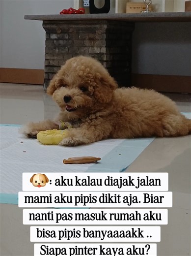 Daily Life of Adorable Poodle Puppies