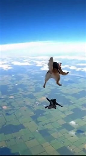 Cat and Dog Parachuting Incredible Tandem Jump!#omg #shorts #viral