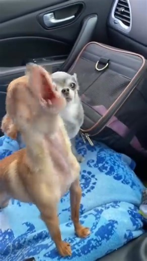 6.5K views · 412 reactions | What are they singing | Chihuahua Puppy | Facebook
