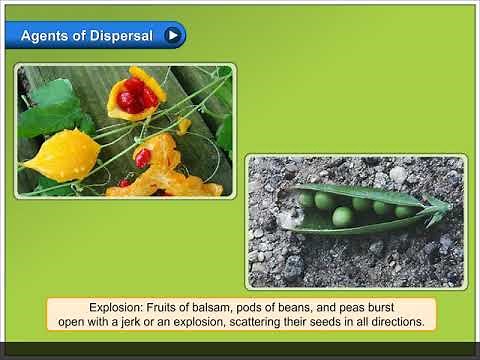 Dispersal of Seed | Environmental Studies Class 5