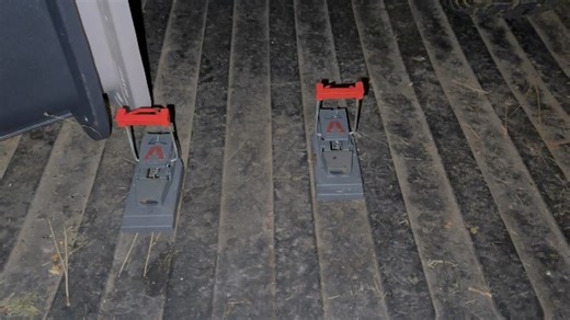 Watch How we have a perfect success rate with mice! on Amazon Live