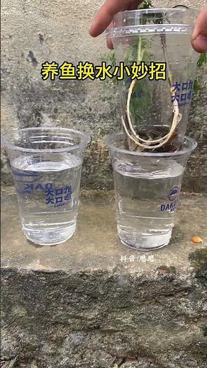 How to Change Fish Tank Water Like a Pro