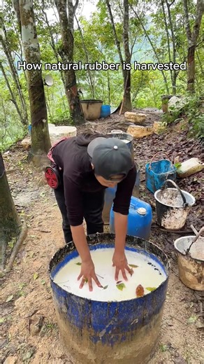 How natural rubber is harvested