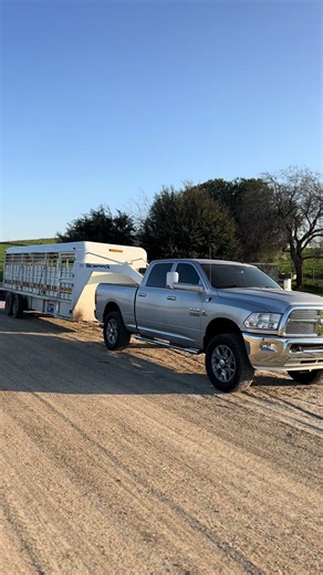 Exploring Angus and Brahman Cattle on Our Ranch
