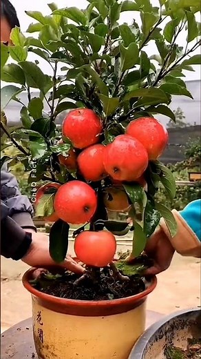 How to Grow Apple Tree at Home from Seeds #plants #shorts #farming