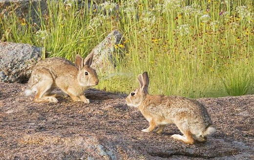Rabbit starvation: Why you can die even with a stomach full of lean meat