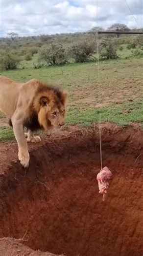 Exploring America's Stunning Wildlife and Nature