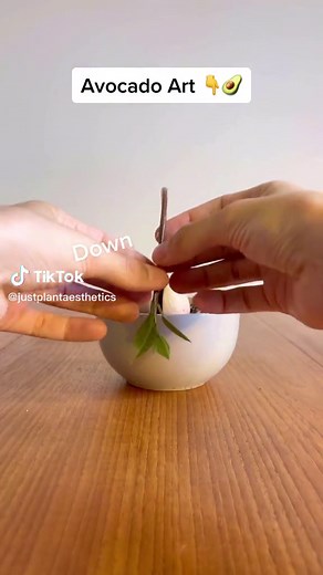 Easy avocado art tutorial 🥑😵‍💫 #planttiktok #avobonsai #avocadoplant #avocado