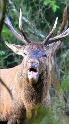 deer hunt so very beautiful shot #wildlife#wildlife #загоннаяохота #deerhunting#animals