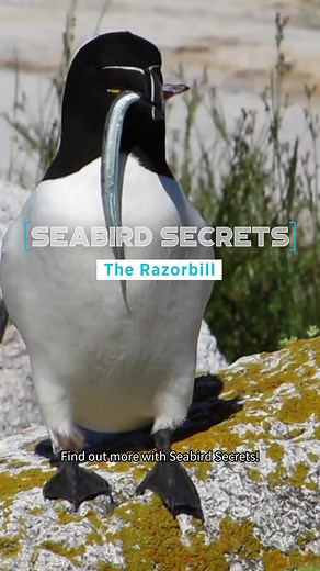 Discover the Unique Razor-Billed Auk and Its Challenges