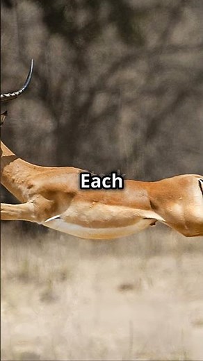 Impala in Action: Swift and Graceful #Impala Animal #Wildlife Photography #African Wildlife