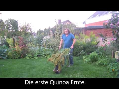 Garten: Quinoa - erfolgreich in Deutschland angebaut