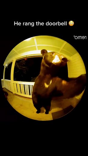 Unusual Encounter: Bear Visits During Scuba Diving Pizza Delivery